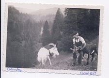 Vintage photo 1938 - little boy and 2 goats in mountains - Colombaz, France