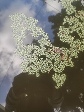  50g de lentilles d eau lemna minor lentille