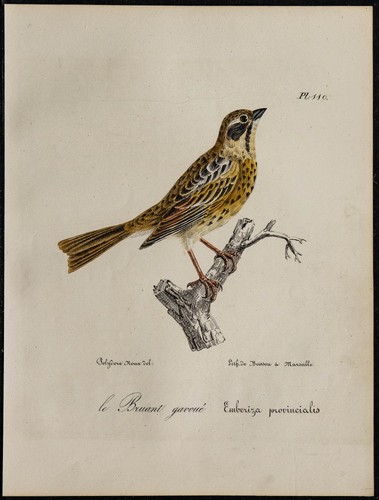 1830 bruant gavoué - -, le