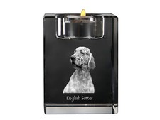 English Setter, Setter Anglais