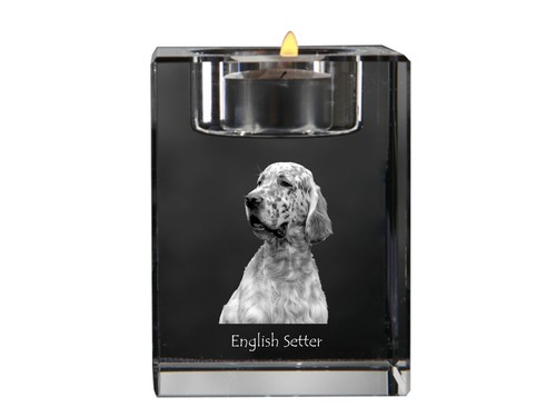 English setter anglais - setter,,