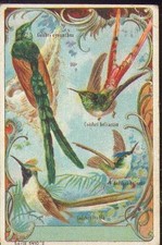 Chromo Phoscao Colibri Kolibri humming-bird 