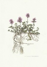 Planche 125 Histoire Naturelle