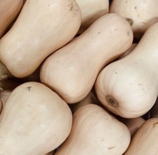 25 Graines - Courge Butternut