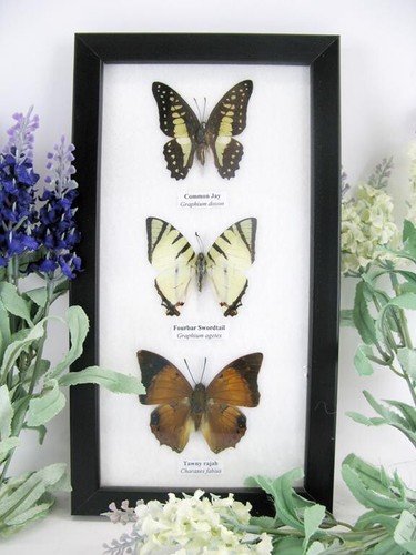 Vrais beaux papillons - beaux,