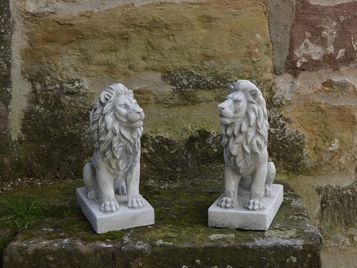 Magnifique couple lions - magnifique, de