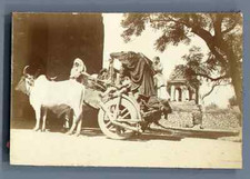 India, Attelage à boeufs