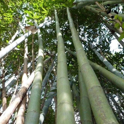 Graines dendrocalamus - graines,