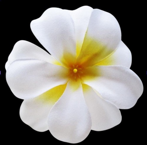 Lot têtes de fleur - lot,