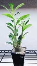 Adenium arabicum "Omega 1 f2 " --RARE PLANT--CAUDEX--SUCCULENT