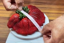 GRAINES FRAISES GÉANTES DE PLUS DE 12 cm, 50 GRAINES SÉLECTIONNÉES + CADEAU