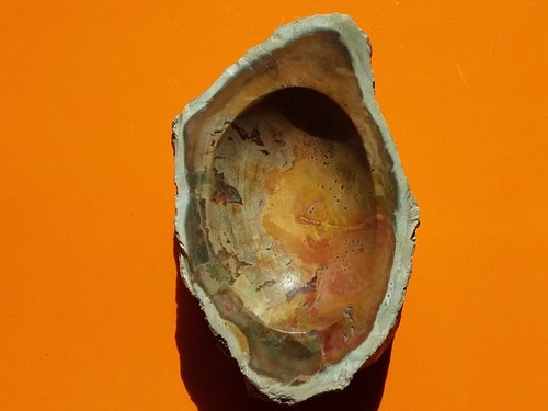 Cendrier bois fossilise - en,