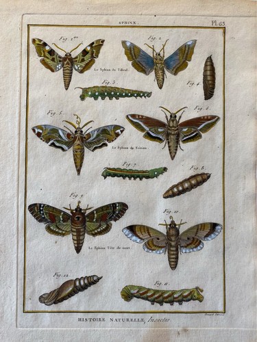 Papillons sphinx - papillons,,