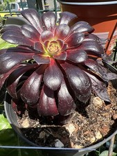 AEONIUM  Zwartkop . SUCCULENT