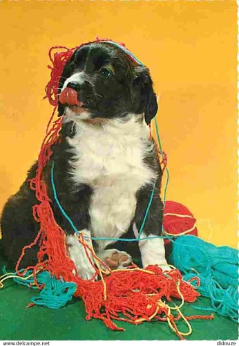 Carte postale animaux - -,