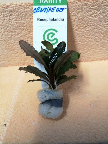 Bucephalandra centipede - bucephalandra,