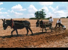 MENIGOUTE (79) ATTELAGE d'ANES & LABOUREURS au travail période 1980