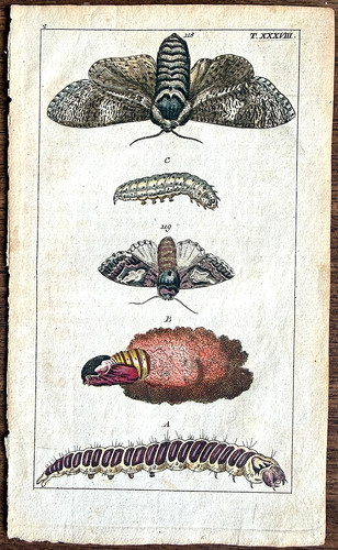Rare 1797 wilhelms carpenter - 1797,