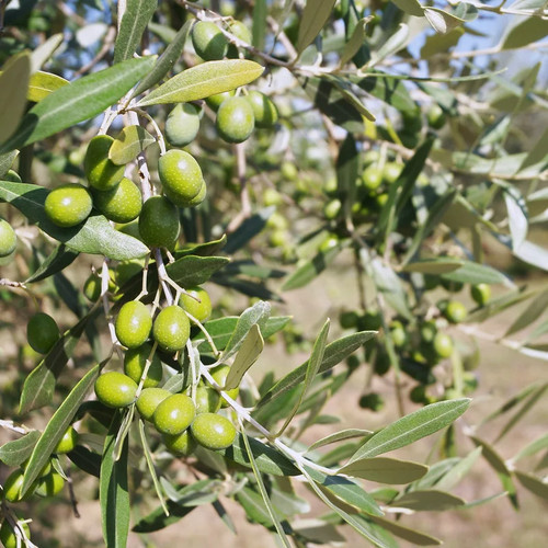 Olea europaea verdale de - europaea,