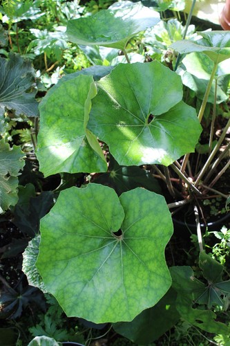 Farfugium escargot 1 plant - farfugium, °