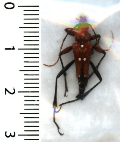 Cerambycidae stenoxotus - cerambycidae, –