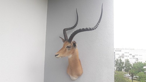 Taxidermie très grand - très,