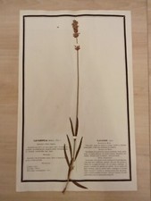Ancien Herbier Botanique Histoire Naturelle Plante Herboriste Lavande Aspic