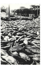 64  SAINT JEAN DE LUZ  LES THONS  UNE PECHE MIRACULEUSE