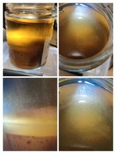 Souche de anguillules du vinaigre nourriture vivante alevins poissons aquarium