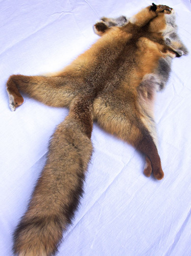 Peau renard roux fourrure - peau,