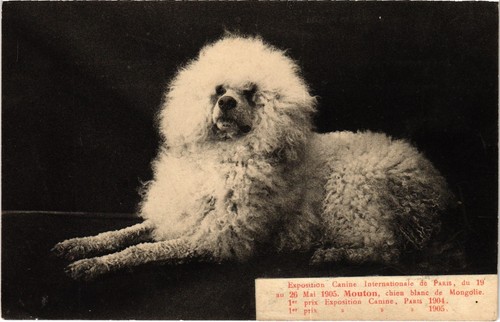 Cpa paris expo canine - cpa,