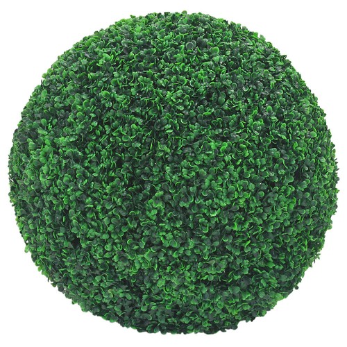 Buis boule plante - buis, de
