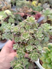 Aeonium castello paivae var