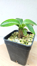 Pachypodium