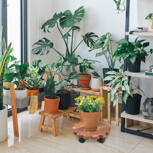 Panier plantes jardin - plantes,