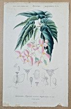 Gravure Botanique sur cuivre coloriée : Bégonia incarnat. 1861