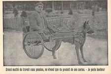 Cpa attelage chien - cpa,