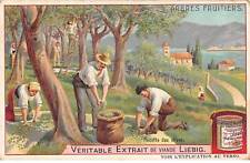 Chromos.AM13202.Liebig.Arbres fruitiers.Récolte des olives