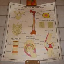 Affiche Scolaire vintage An 50's Rossignol école --> N° 11 - 12  les os et artic