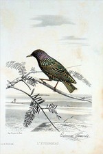 L'ÉTOURNEAU - RARE Gravure couleur du 19e siècle (signé Edouard Traviés)