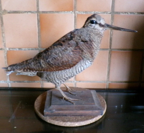 Ancienne taxidermie oiseau - taxidermie,