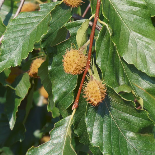 Live american beech - beech, –