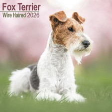 Calendrier 2026 - FOX TERRIER
