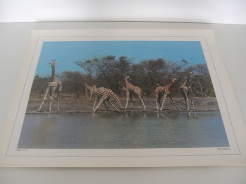Ancienne planche affiche - planche,