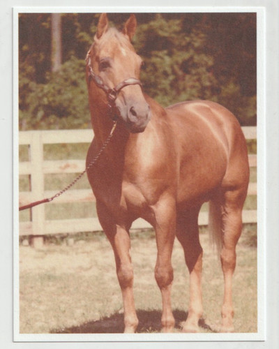 Stilts 1974 palomino - stilts,