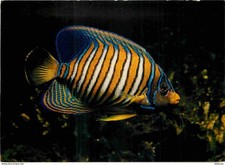 Animaux - Poissons - Aquarium Tropical du Musée de Zoologie de Nancy - Holacanth