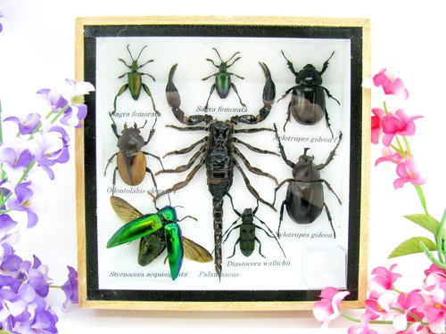 Insectes exotiques réel - 3d,