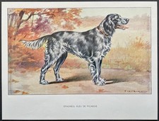 Épagneul bleu de Picardie