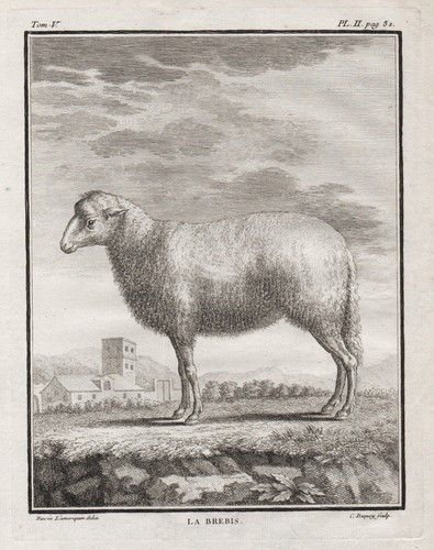 Mouton domestique brebis - mouton,