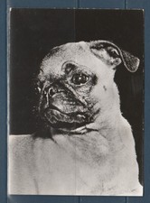 CPSM vers 1960  nature faune animaux  chien   carlin